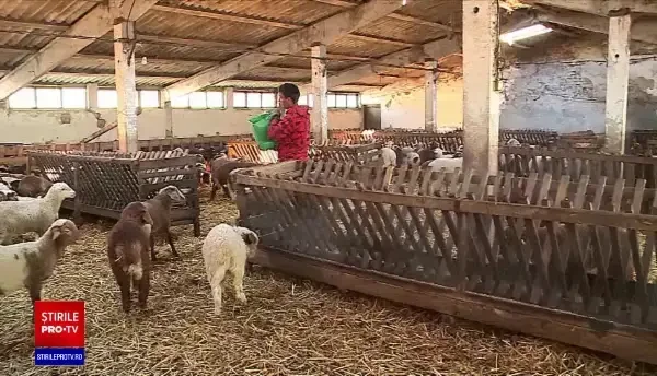 PAȘTE 2020. De unde putem cumpăra carne de miel și cât costă kilogramul