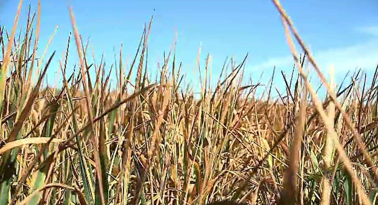 Seceta a distrus culturile de cereale. România, mai potrivită pentru a creşte banane şi kiwi