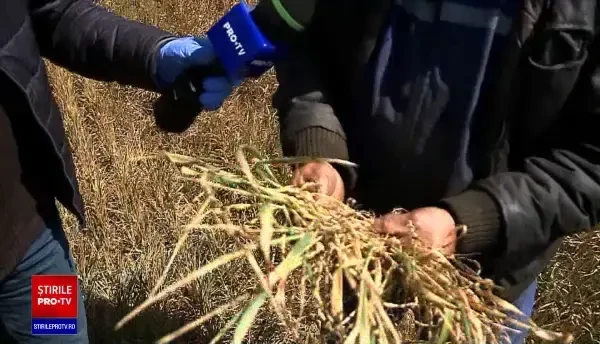 Guvernul va despăgubi toți fermierii afectați de secetă. "Situația este dezastruoasă"