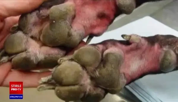 Cum pot fi dezinfectate corect animalele. Greșeala făcută de o femeie care îi putea fi fatală câinelui ei