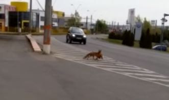 VIDEO. Vulpe prinsă la furat de găini în Baia Mare. Imagini inedite surprinse de poliție