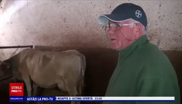 Surpriza unui fermier din Bacău când a intrat în grajdul vacilor. „Erau toţi trei lângă mama lor”