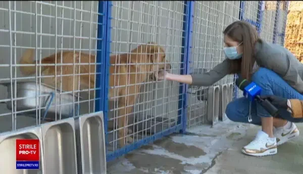 Cum poţi să adopţi un câine din adăpost pe Facebook şi să-ţi fie adus direct acasă