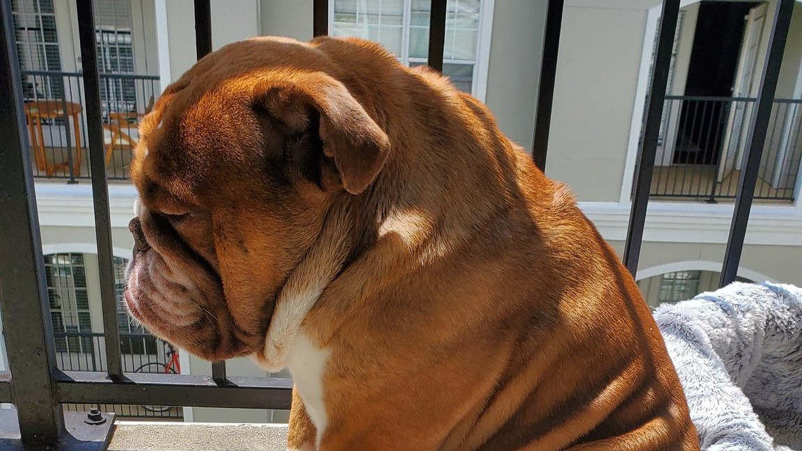 Cățelul care i-a cucerit pe americani. De ce stă trist pe balcon în fiecare zi