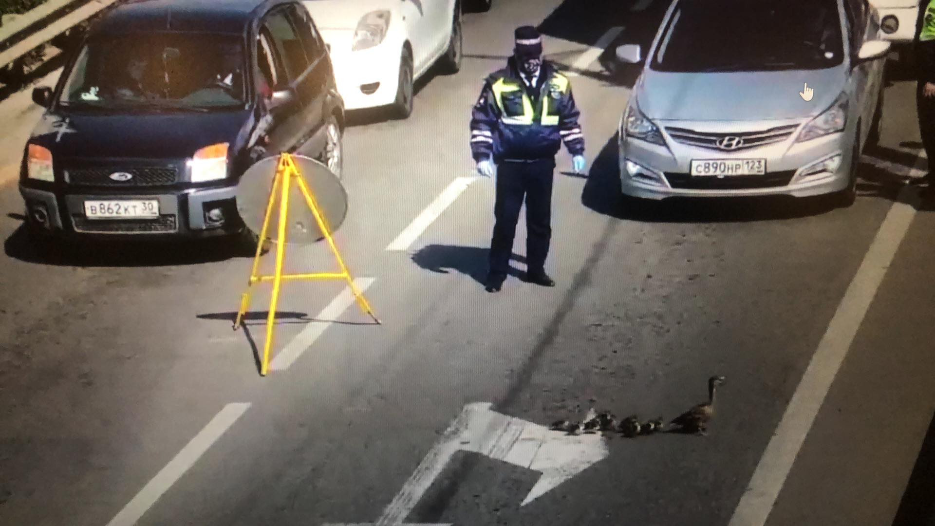 O rățușcă și cei șapte boboci ai săi au blocat traficul pe un bulevard din Krasnodar, Rusia