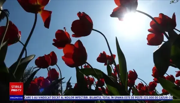 O femeie din Maramureș are mii de lalele în curtea casei. Vecinii vin mereu să facă poze