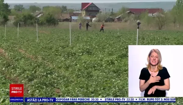 Cartofii noi vor ajunge în piețe. De ce kilogramul ar putea costa DUBLU faţă de supermarket