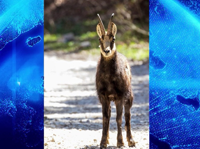 Spectacol în munții Piatra Craiului. Animale rare filmate în locuri altădată pline de turiști