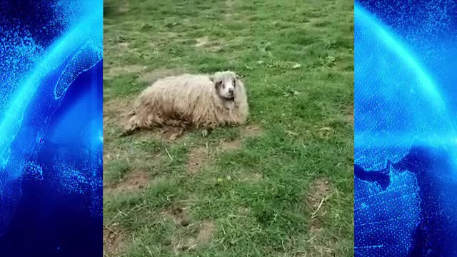 Un bărbat a ucis cu mașina 15 oi, supărat că au intrat pe terenul lui