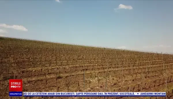 Proprietarii de crame şi podgorii, afectaţi de criza COVID-19. Mulţi se mută în online