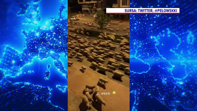 Străzile unui oraș din Turcia, pustii din cauza pandemiei, au fost, invadate de oi