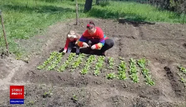 Grădinăritul, un nou hobby pe timp de pandemie. Cât de mult au crescut vânzările de răsaduri