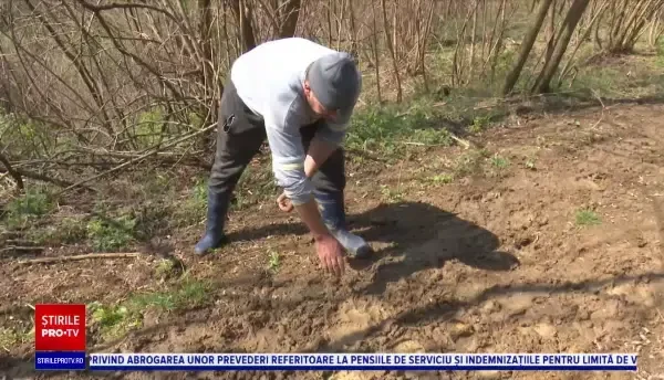 Două vaci, sfâșiate de un urs în Bistriţa-Năsăud. "Așa ceva nu am mai văzut"
