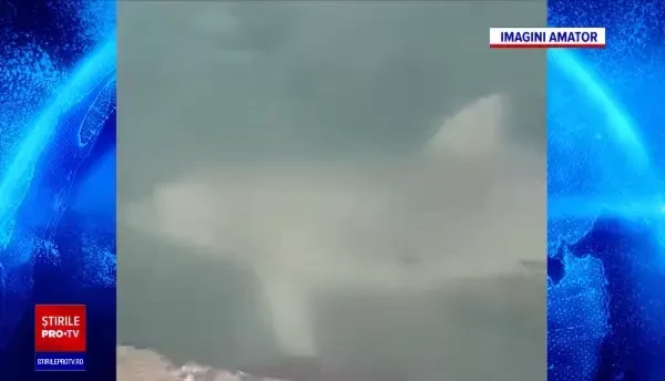 Marea Neagră a început să semene cu Mediterana iar delfinii vin tot mai aproape de mal