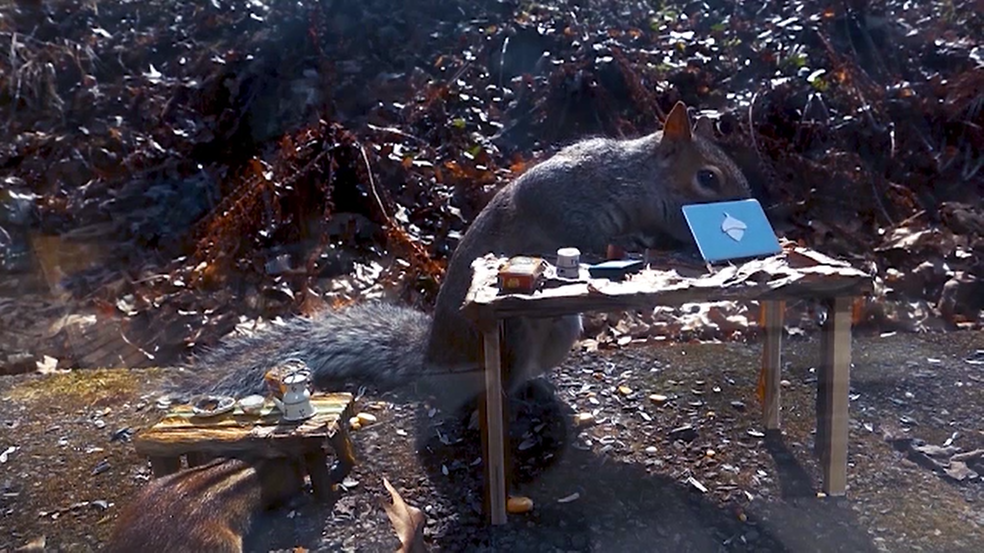 Imaginile care au cucerit Internetul. Până şi veveriţele respectă distanţarea socială