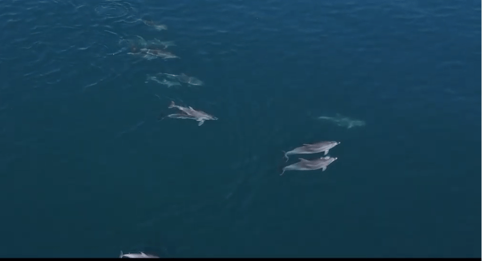 VIDEO Momente inedite. Delfini surprinși în Bosfor în apropiere de Istanbul