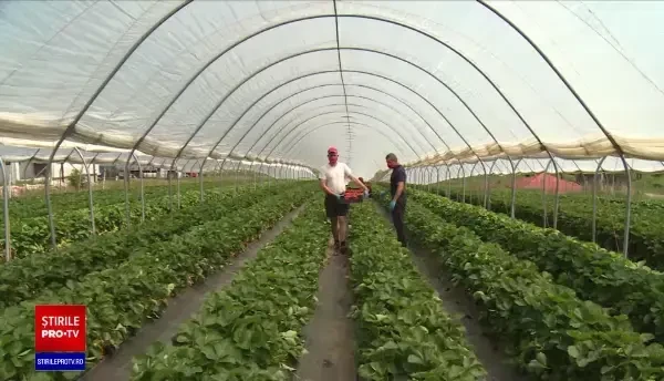 Căpșunile și cireșele românești au apărut pe tarabe. Cât costă trufandalele de primăvară