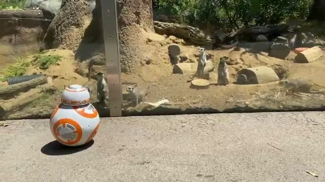 Un paznic mai puțin obișnuit într-o grădină zoologică. Animalele au fost luate prin surprindere