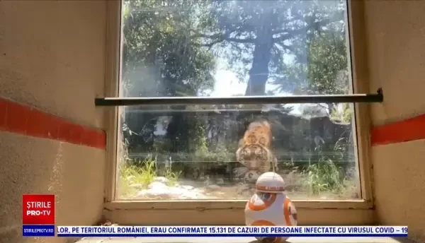 Un paznic mai puțin obișnuit într-o grădină zoologică. Animalele au fost luate prin surprindere