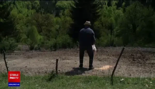 Crescătorii de porci vor primi 1.200 de lei pentru fiecare scroafă. Ce condiții trebuie să îndeplinească