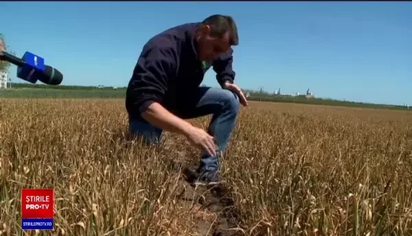 2020 ar putea fi cel mai călduros an din istorie. Seceta extremă face ravagii în România