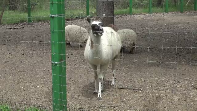 Grădinile Zoologice își așteaptă vizitatorii. Ce surprize le-au pregătit oamenilor