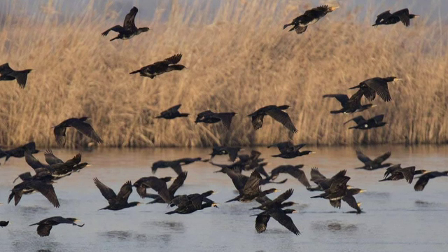 Mii de cormorani ar putea intra în bătaia puștii, din septembrie