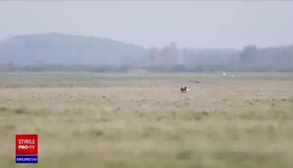 Cea mai mare pasăre zbuirătoare din lume a revenit în România. De ce dispăruse în anii '90