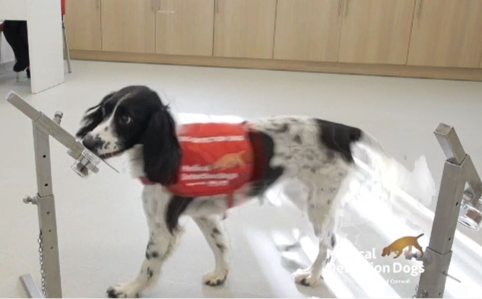 Câinii, folosiți pentru a depista coronavirusul în câteva secunde. Ce spun experții