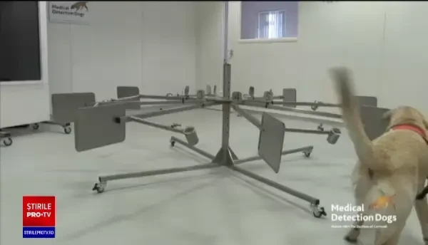 Câinii, folosiți pentru a depista coronavirusul în câteva secunde. Ce spun experții