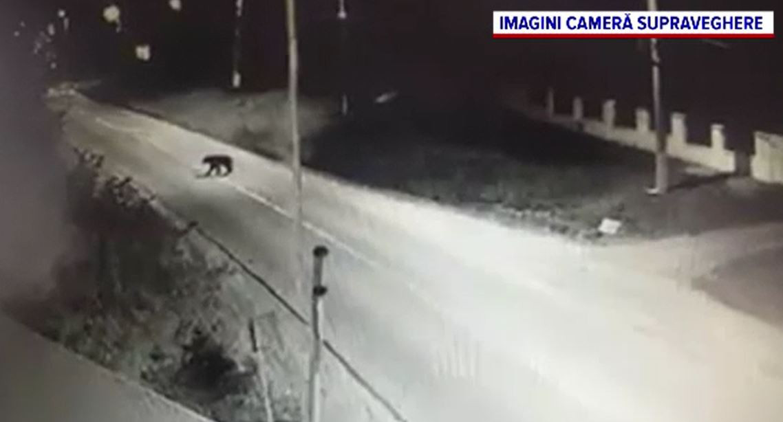 Peripeții pentru un urs, surpins în centrul unei comune din Mureș. Ce a făcut acesta