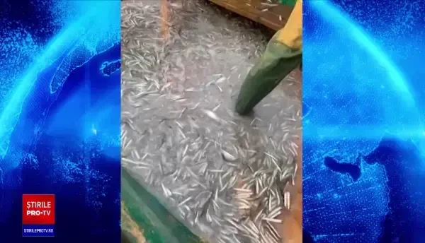 Pescarii s-au adaptat vremurilor. Cum poți avea pește proaspăt din Marea Neagră direct la tine acasă