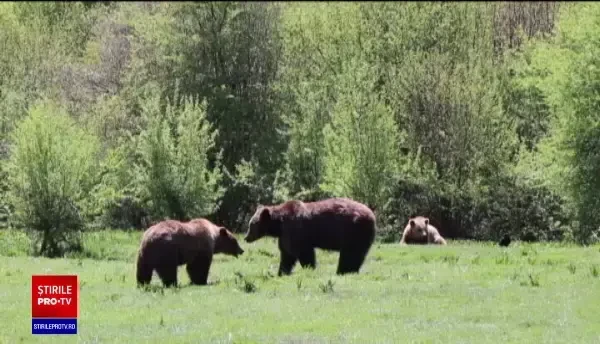 Urșii din Rezervația de la Zărnești riscă să rămână fără hrană