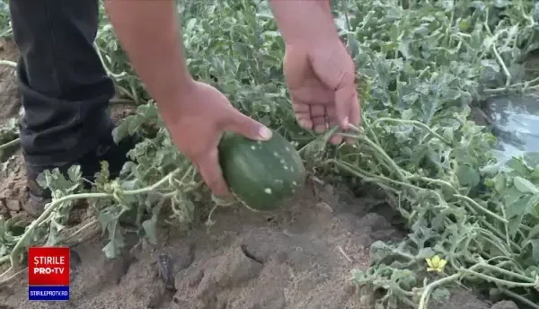 Grindina a făcut prăpăd printre culturile cultivatorilor de pepeni: „Necazuri mari, stres puternic”