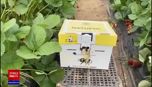 Cum au înlocuit bondarii forța de muncă în agricultură. Prețul plătit pentru o colonie