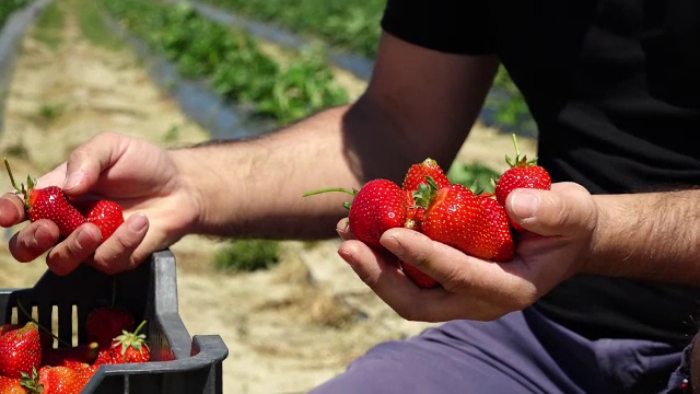 Căpșunile românești costă de două ori mai mult decât anul trecut. Care este motivul