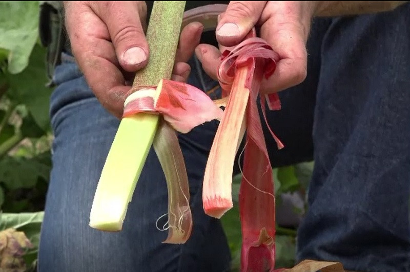 Dulceața de rubarbă, o delicatesă din Ardeal de care prinţul Charles s-a îndrăgostit