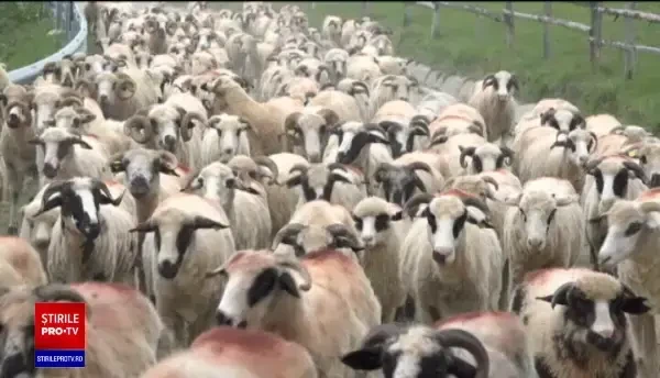 Ciobanii au început transhumanța. Copii își urmează părinții până în vârf de munte: „E munte, foarte frumos”