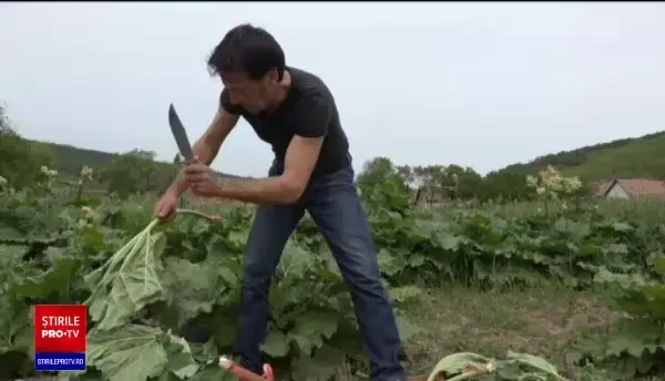 Dulceața de rubarbă, o delicatesă din Ardeal de care prinţul Charles s-a îndrăgostit