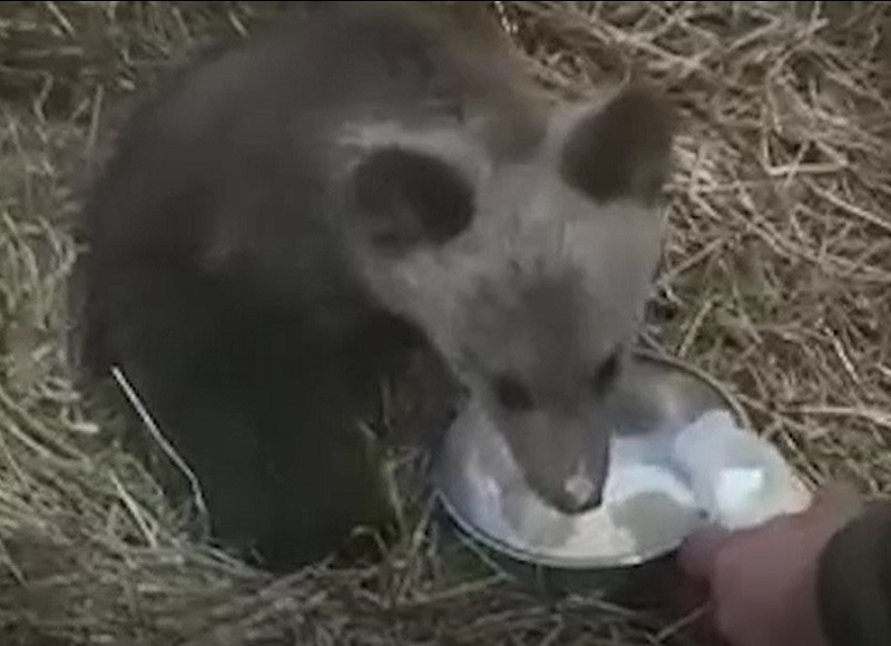 Povestea tristă a trei ursuleți pierduți de mama lor, alungată de săteni. Doar unul a fost salvat