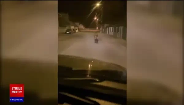 Un pui de urs, zărit pe străzile din Câmpia Turzii. Animalul va fi tranchilizat și relocat
