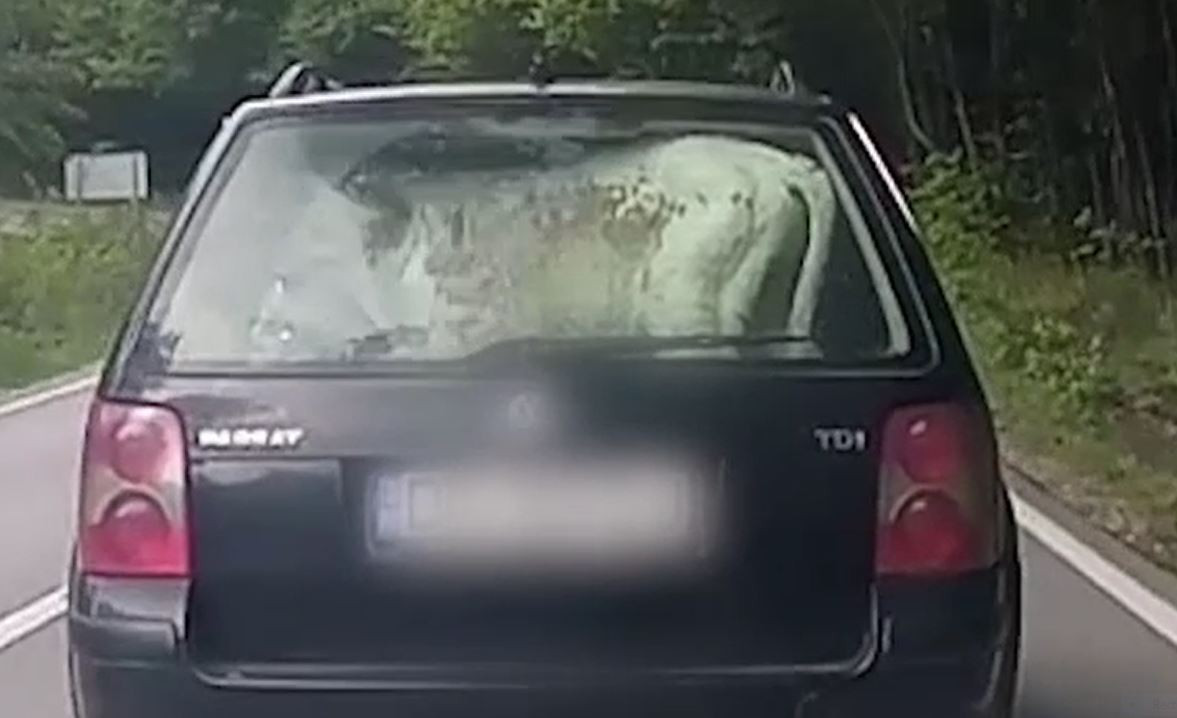 VIDEO. Imagini inedite în Dâmbovița, cu un vițel cărat pe bancheta din spate a unei mașini