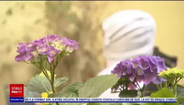 Bordelurile din Germania rămân închise. Drama prostituatelor care nu mai au cum să-și câștige existența: „Nu mai am nimic”