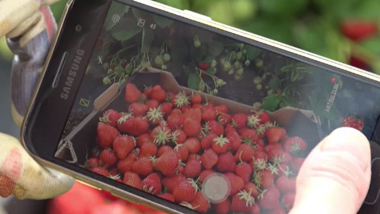 Tehnologia vine în sprijinul micilor producători. Platforma online unde își vând produsele