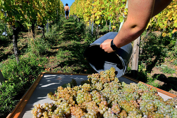 Un viticultor Italian a adus cu avionul privat mai multe muncitoare românce la muncă în vie