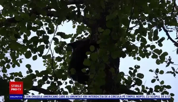 Misiune dificilă în Mureș. Un pui de urs a fost salvat cu ajutorul pompierilor