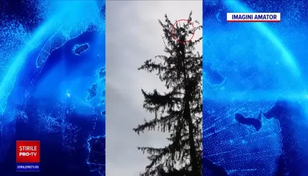 Cum au fost salvați doi pui de urși care s-au urcat într-un brad, la 20 m înălțime