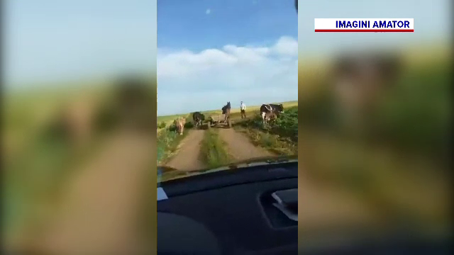 Urmărire transmisă LIVE pe Facebook. Hoţii au luat 3 viţei şi au fugit cu ei legaţi de căruţă