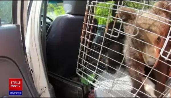 Pui de urs, hrăniți cu drona la orfelinat, în Harghita. VIDEO
