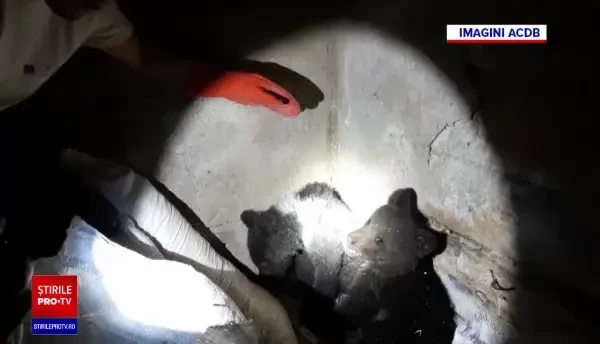 Doi pui de urs orfani au fost salvați de vânători în Vrancea